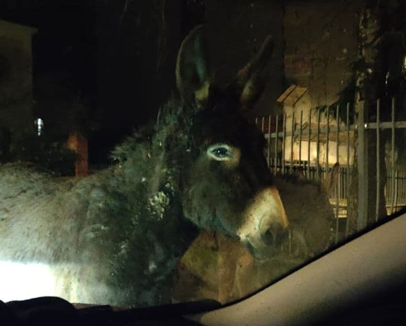 CASTELLAMONTE - Tre asini a passeggio nel cuore della notte in via Botta - FOTO