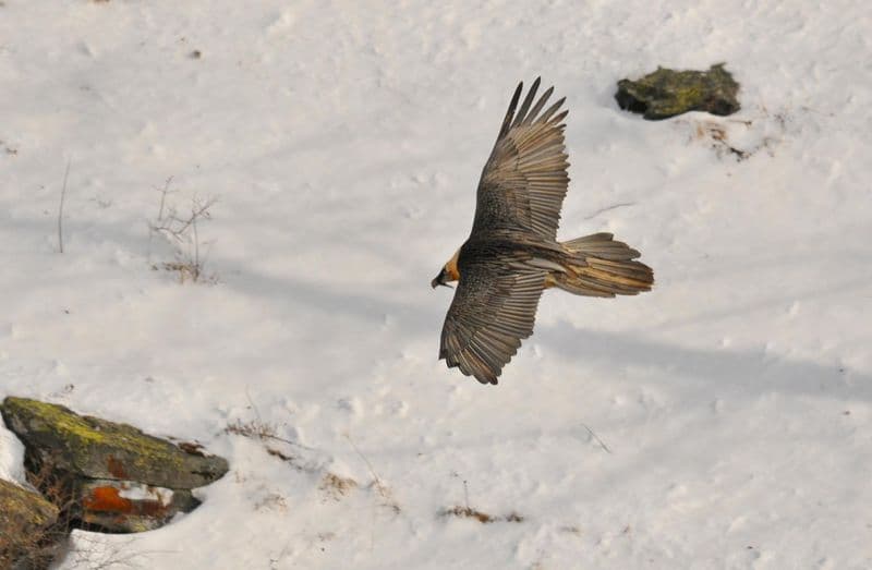 GRAN PARADISO - Buone notizie dai nidi del gipeto nel cuore del Parco nazionale