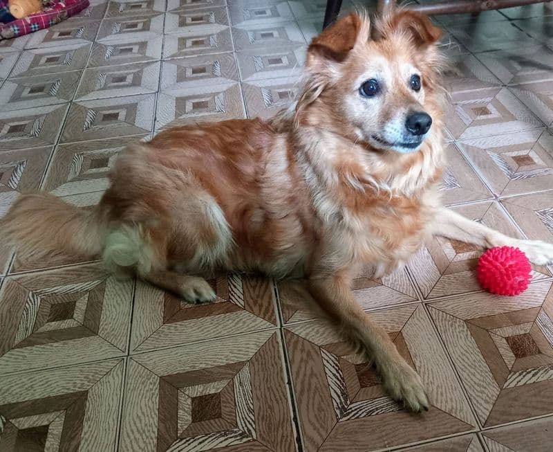 CUORGNE' - Furti nelle case: la cagnolina Milly si accorge del ladro e lo mette in fuga