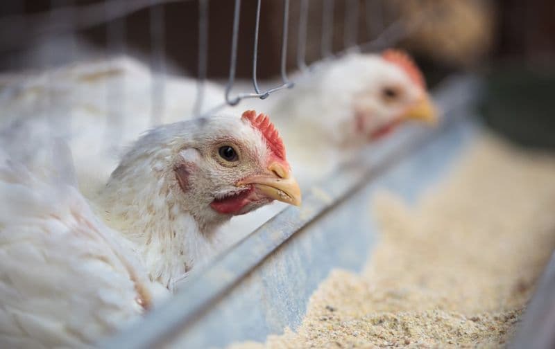 CHIVASSO - Aviaria in un allevamento di polli: gli animali infetti saranno abbattuti