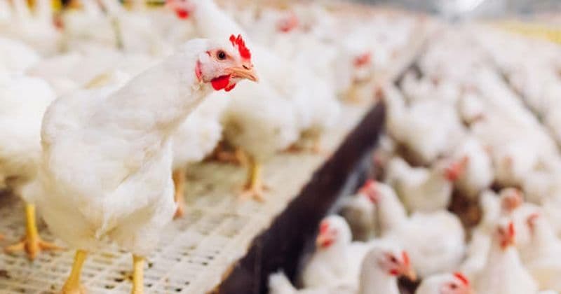 CHIVASSO - Moria anomala di polli: così è stata scoperta l'influenza aviaria nell'allevamento che è stato sequestrato