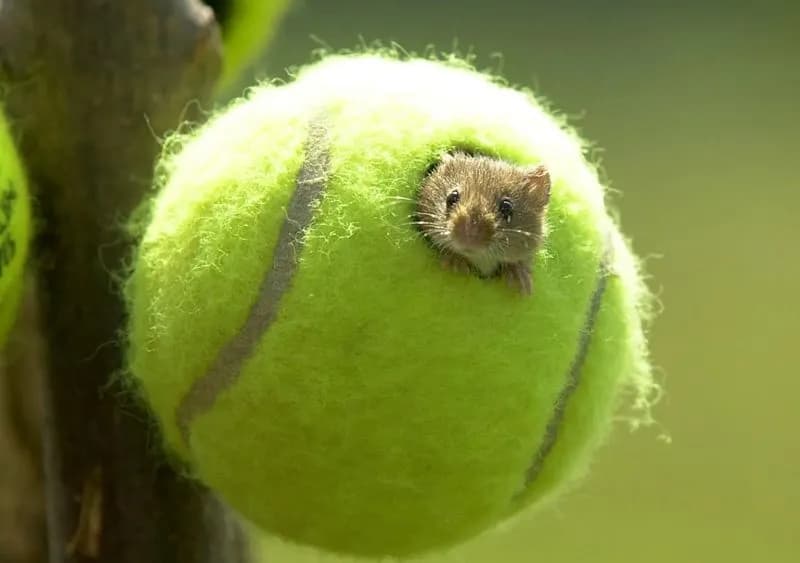 PET - Le palline di Wimbledon diventano case per i topini