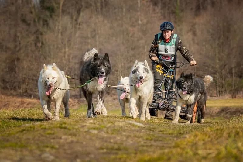 MAGLIONE - Lo sleddog, l'amore per i cani: il sogno realizzato di Mattia e Alessandra - FOTO