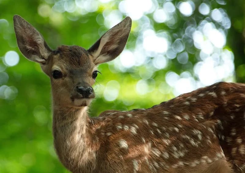 CINEMA – E Bambi diventa un live-action