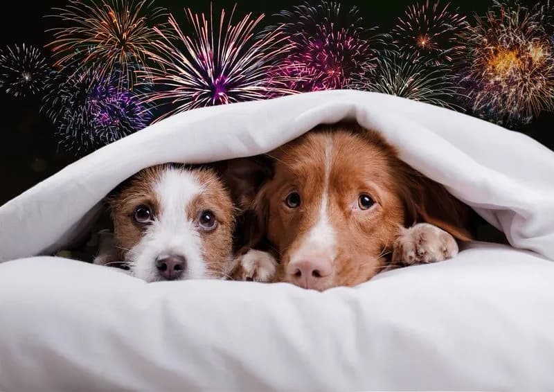 CAPODANNO - La festa dell’uomo, l’incubo degli animali