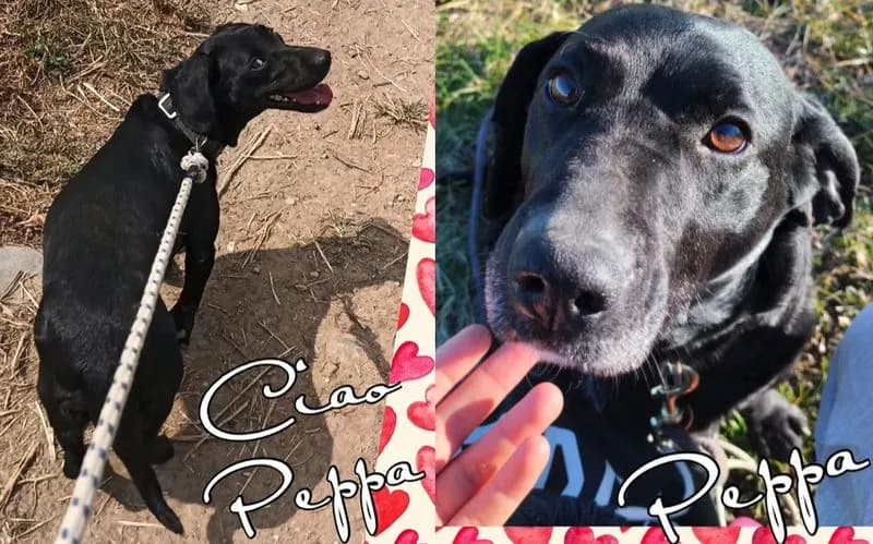 CALUSO - Il commosso addio dei volontari alla piccola Peppa