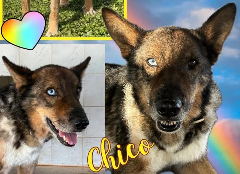 CALUSO - L'addio del canile a Chico, esempio di coraggio e resilienza