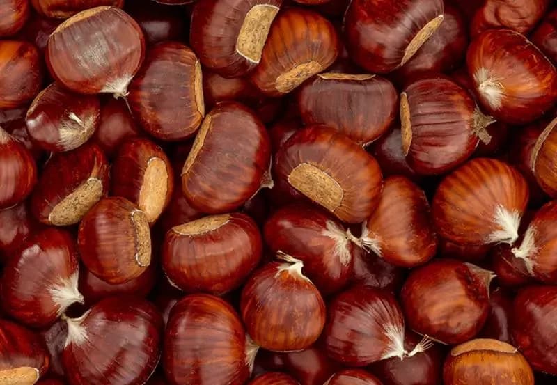 CANAVESE - La raccolta delle castagne entra nel vivo: si prevede un'annata molto positiva