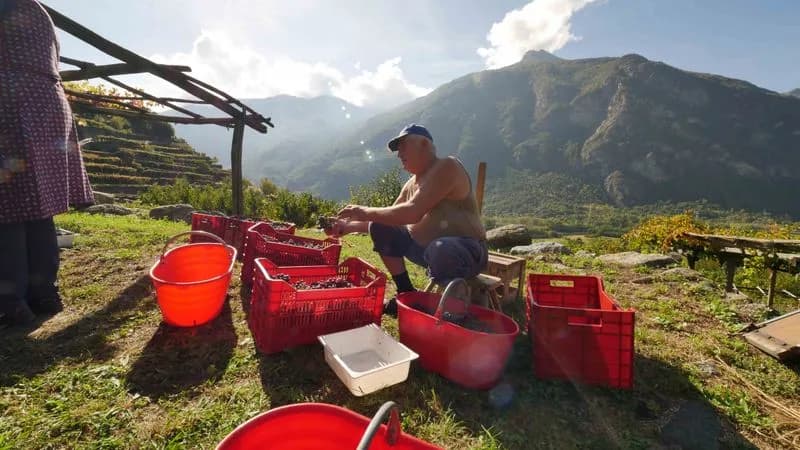 CAREMA - Nasce la Guida transfrontaliera per i paesaggi viticoli alpini