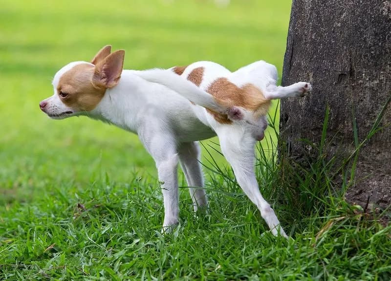 CIRIE' - Va pulita anche la pipì dei cani: multe fino a 500 euro per chi non rispetta le regole