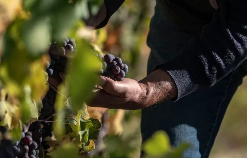 WINE – Un’ottima annata per il Barolo