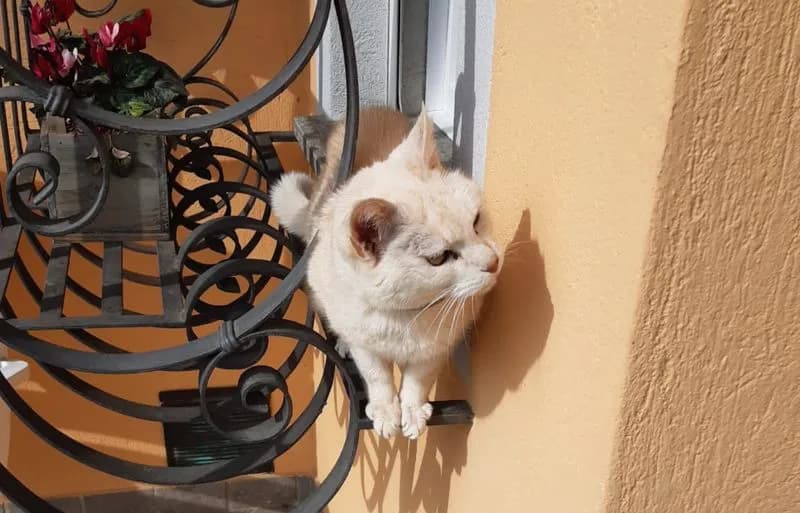 CANAVESE - La storia di Luna, una gatta speciale che ha lasciato il segno