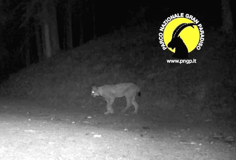 GRAN PARADISO - Nuovo avvistamento della lince nel Parco nazionale del Gran Paradiso - FOTO e VIDEO