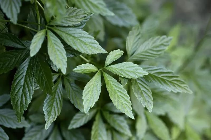 BENESSERE – Il boom della Jiaogulan, l’erba dell’immortalità