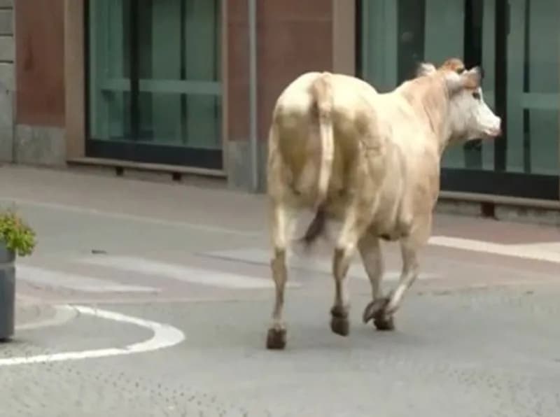 LEINI - Toro destinato al macello scappa e semina il panico tra le case del centro storico - FOTO