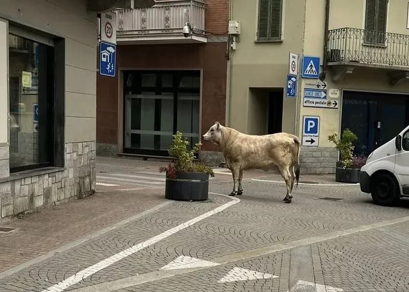 LEINI - Il bovino in fuga dal mattatoio non sarà macellato: andrà in rifugio e si chiamerà Torella (come il sindaco)