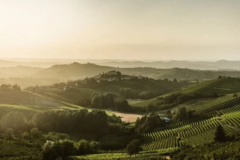 WINE – Al via la vendemmia del Moscato Bianco 2025