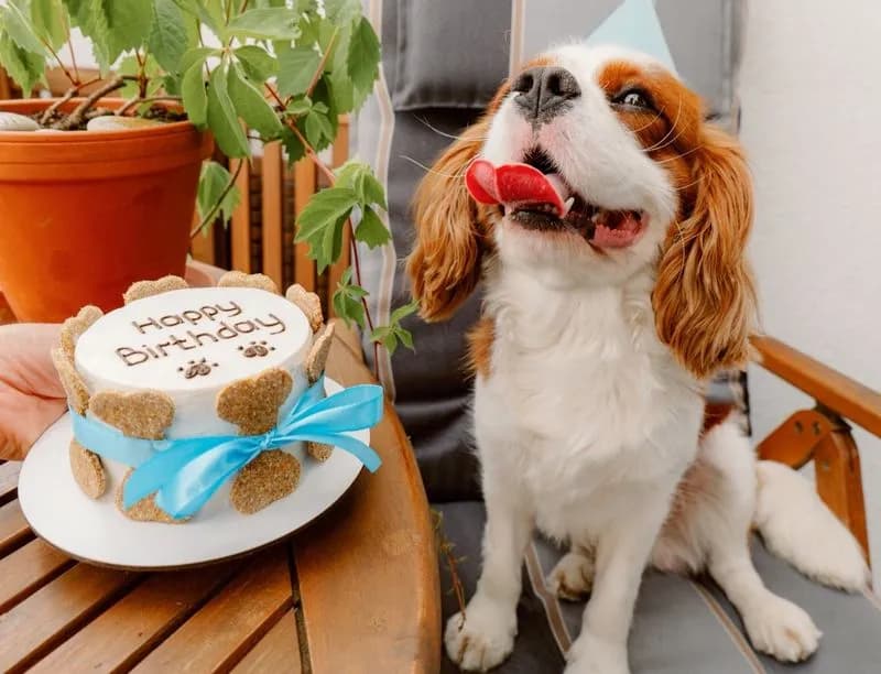 PET - Gli animali domestici sono diventati un business