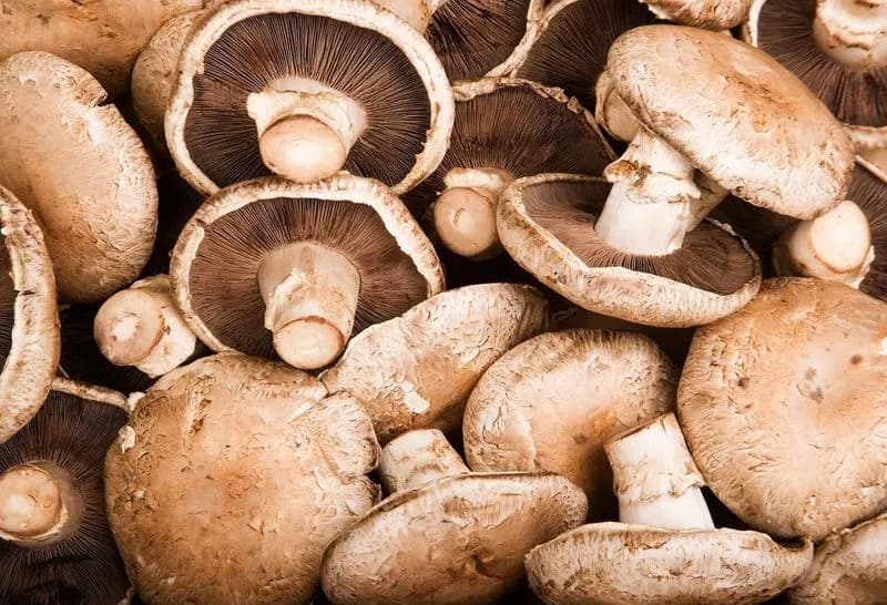 FOOD - Un'annata record per i funghi