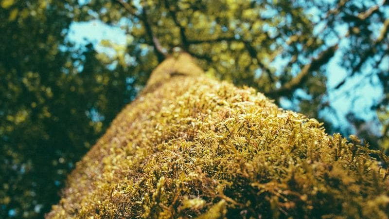 Ragazzini vandalizzano la scuola media: danni per migliaia di euro
