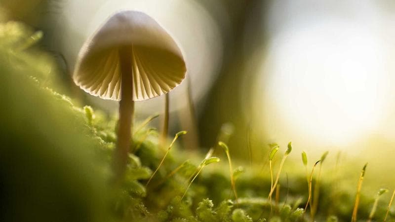 Benessere in montagna: le terme di Vico Canavese riaprono dopo il restyling