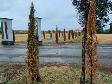 SAN GIUSTO CANAVESE - Caldo record, già secchi i cipressi piantati in primavera al cimitero