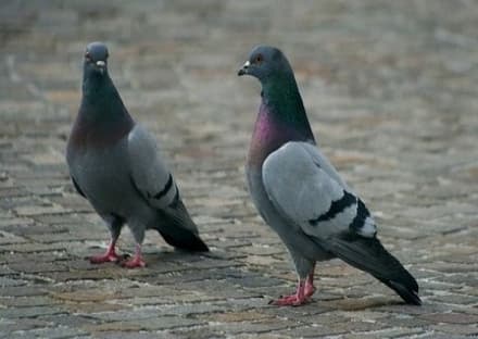 SALASSA - Troppi piccioni: arriva la pillola che blocca le nascite