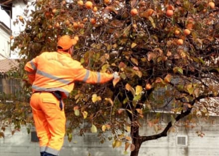 CUORGNE' - I cachi donati alla casa di riposo