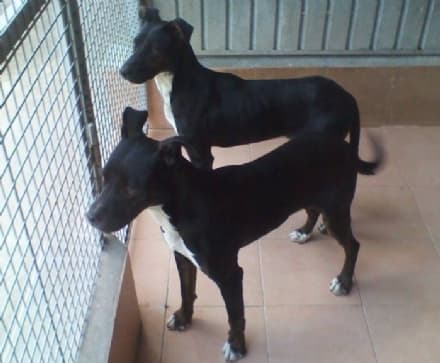 SAN GIORGIO CANAVESE - Cuccioli smarriti in frazione Cortereggio