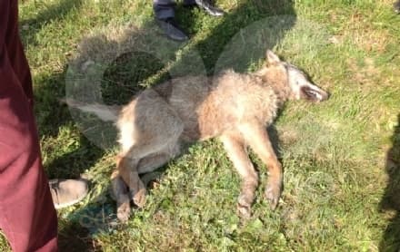 VAUDA CANAVESE - Un giovane lupo investito e ucciso in via Ceretti