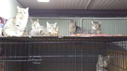 IVREA - L'associazione Eporedia animali ha ricevuto i fondi dal Comune per la gestione del gattile