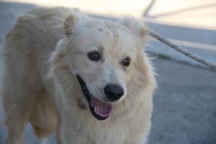 CUORGNE' - Cucciolo smarrito in frazione Santa Lucia