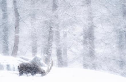 GRAN PARADISO - Torna il concorso internazionale «Fotografare il Parco»