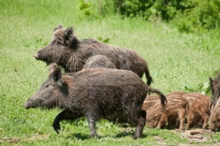 CERESOLE - Cinghiali e funghi radioattivi, eredità di Chernobyl