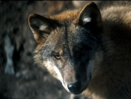 PARCO GRAN PARADISO - I lupi prendono casa nel Parco: avvistato un secondo branco