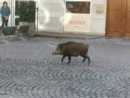 IVREA - Animalisti contro l'uccisione del cinghiale ferito: «Quell'esecuzione non fa onore alla città»