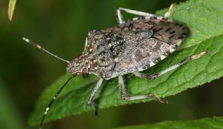 CIMICE ASIATICA - Un parassita «buono» per combattere la cimice aggressiva