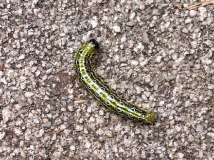 FAVRIA - Bruchi devastano il parco: è allarme - FOTO