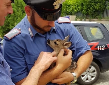 TAVAGNASCO - I carabinieri salvano un cucciolo di capriolo - FOTO