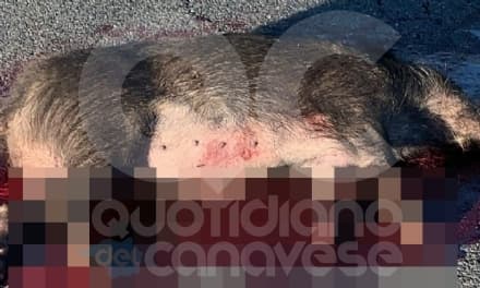 SALASSA - Incidente sulla Pedemontana, cinghiale contro auto: animale morto sul colpo - FOTO