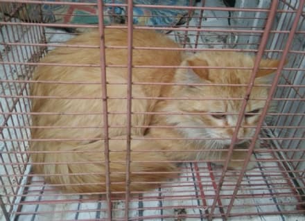 CASTELLAMONTE - Gatto incastrato nel muro dell'ospedale salvato dai vigili del fuoco - VIDEO