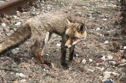 CHIVASSO - Volpe rischia di morire: salvata tra i binari della stazione ferroviaria - FOTO