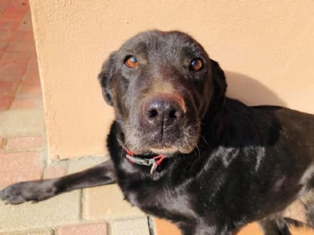 CUORGNE' - Addio a Dana, il cane che visse otto mesi con gli stambecchi