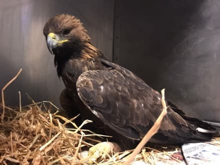 TRAVERSELLA - Sta meglio la giovane aquila recuperata l'altro giorno sulla strada per Fondo - VIDEO
