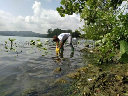 LAGO DI VIVERONE - Analisi delle acque di Legambiente: contaminazione di batteri in tre punti diversi del lago