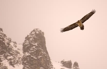PARCO GRAN PARADISO - E' nato Sputnik, il piccolo gipeto che prenderà il volo a luglio