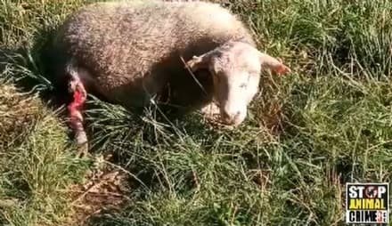 FRONT CANAVESE - Cani attaccano le pecore a cascina Babiasso: denunciati i proprietari