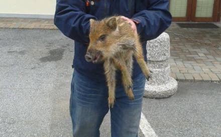 PRASCORSANO - Cucciolo di cinghiale salvato... dalla grigliata