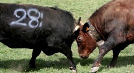 FAVRIA - Giovane allevatore ferito alla fiera: soccorsi tempestivi