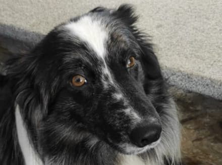 COLLERETTO CASTELNUOVO - Dopo dieci giorni di fuga ritrovato a Santa Elisabetta il cane Balù